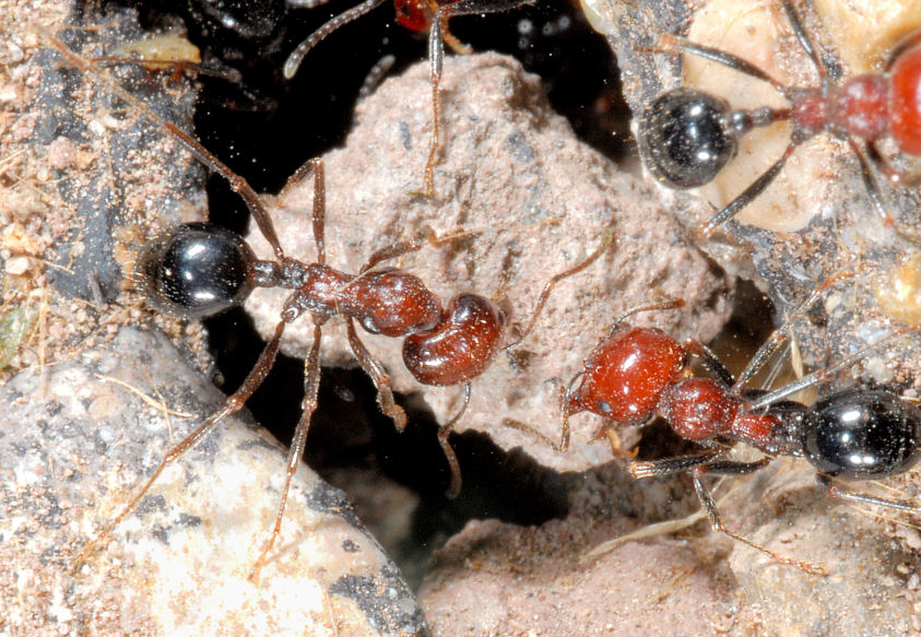 Insetto rosso nero e sollevamento pesi